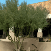 TPC Scottsdale #39 s Stadium Course Scorecard TPC Scottsdale TPC COM